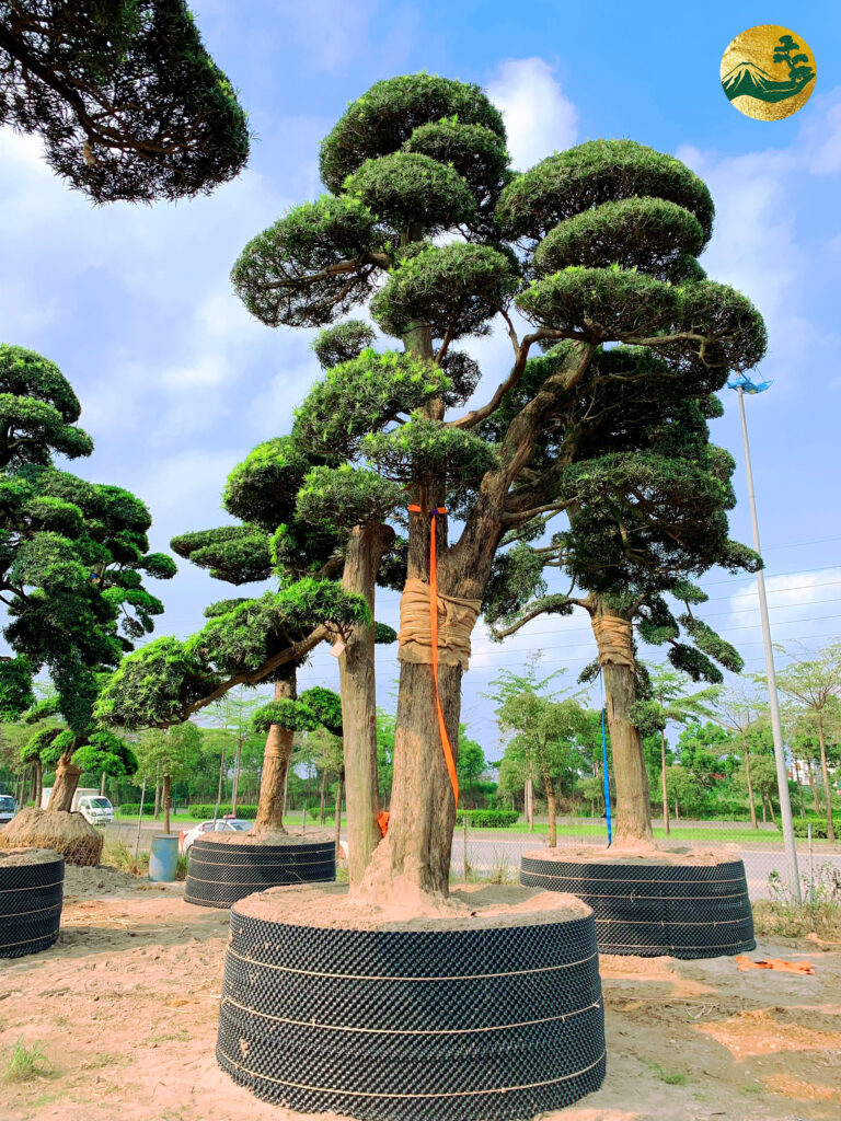 Dáng cây phụ tử và ý nghĩa trong nghệ thuật bonsai