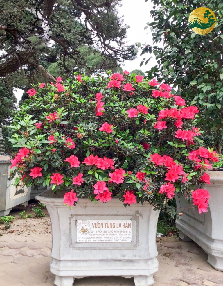 Hình ảnh và ý nghĩa của hoa đỗ quyên đỏ