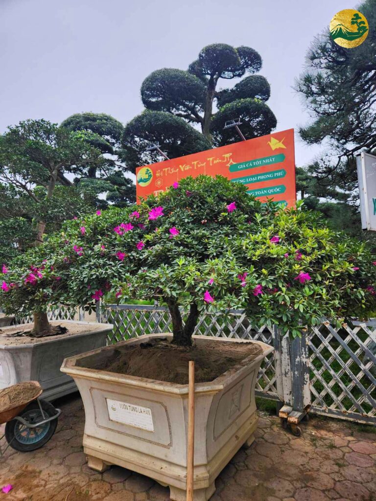 Hoa đỗ quyên bị héo lá – Nguyên nhân và cách chữa trị