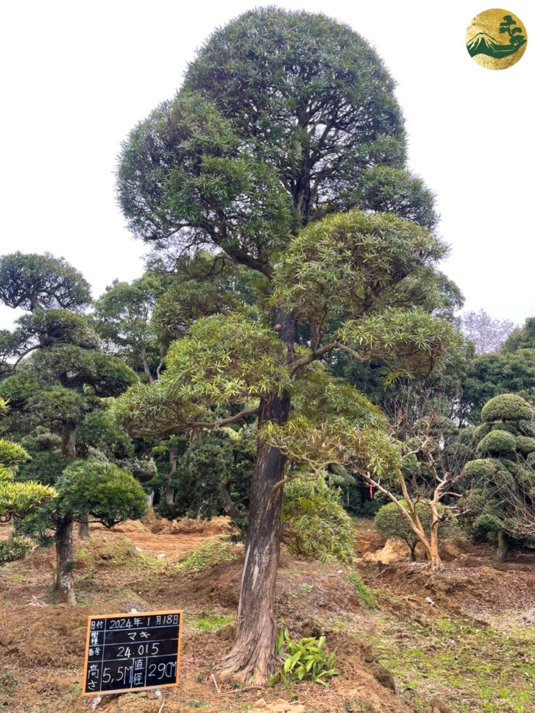 Tùng La Hán 24015