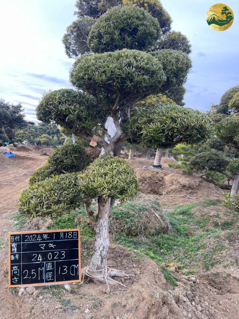 Tùng La Hán 24023