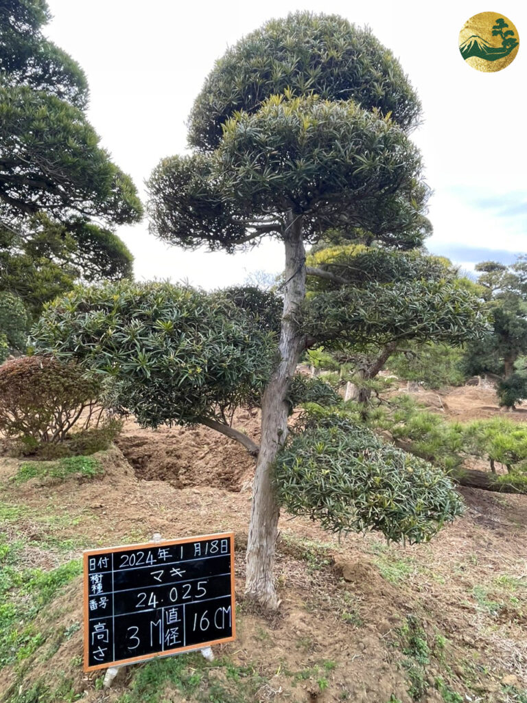 Tùng La Hán 24025