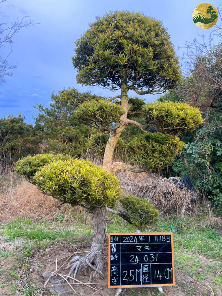 Tùng La Hán 24031