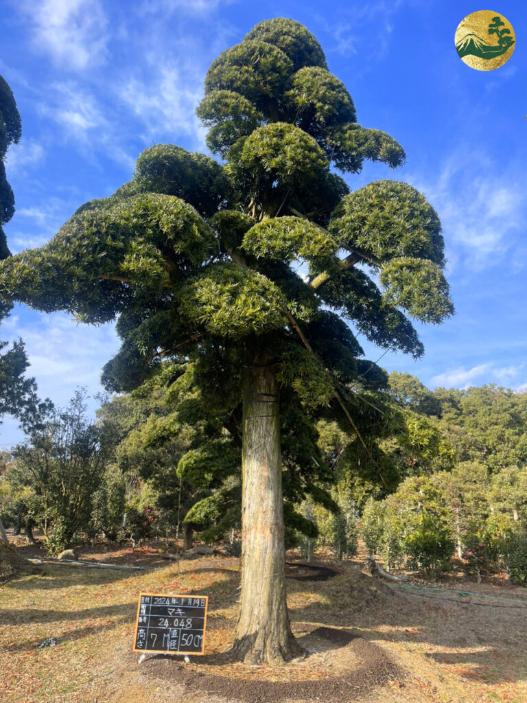Tùng La Hán 24048