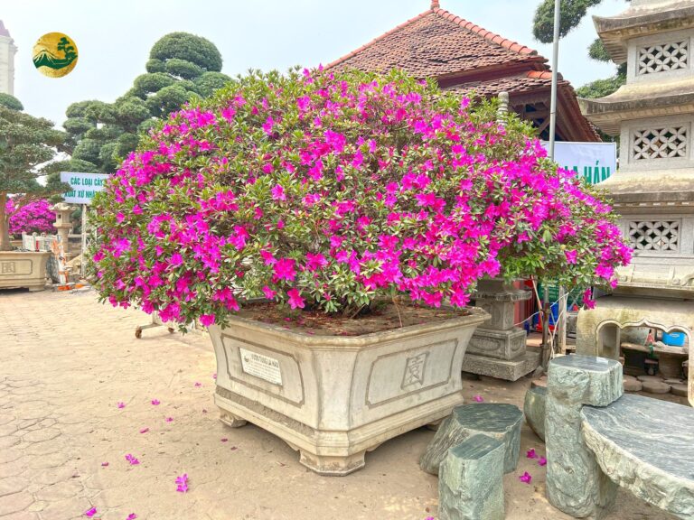 Đặc tính cây hoa đỗ quyên – Nét kiêu sa giữa mùa xuân