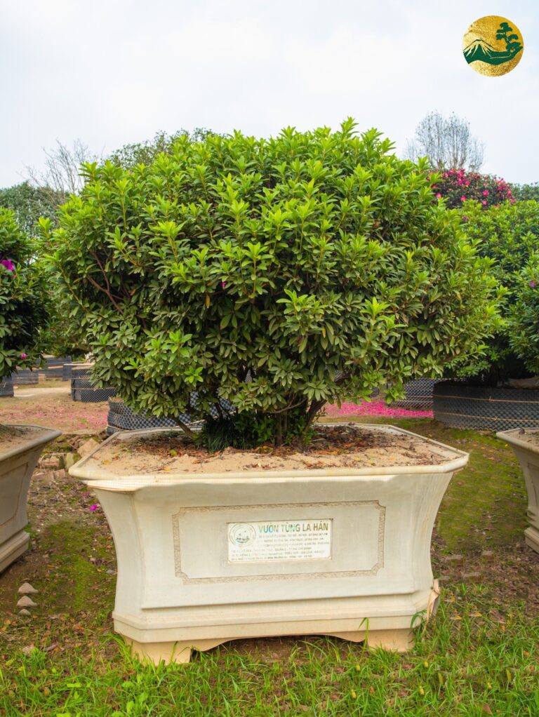 Ý nghĩa hoa đỗ quyên trắng