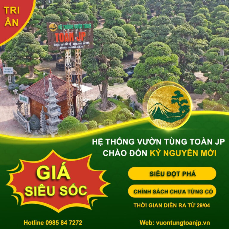 Hệ thống Vườn tùng Toàn JP – “KỶ NGUYÊN MỚI” – Tri ân GIÁ SIÊU SỐC