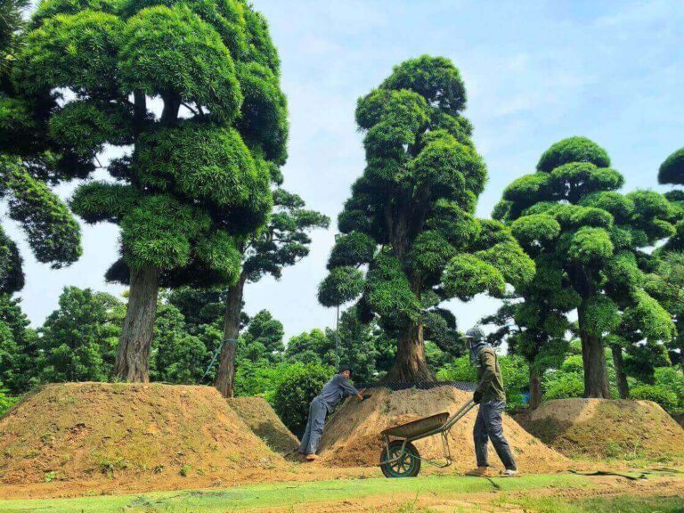 Thời điểm thích hợp để thay đất cho tùng la hán