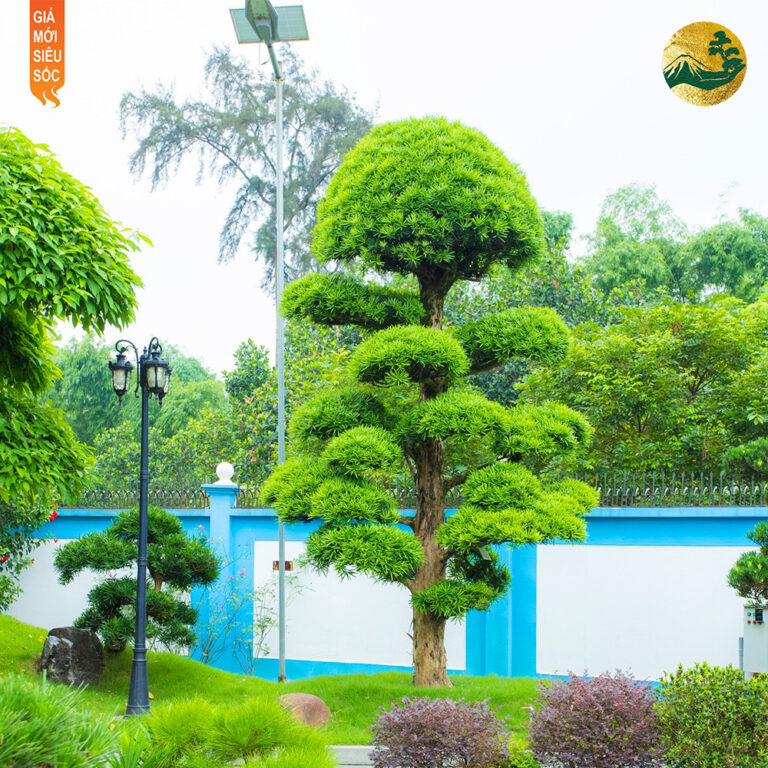 Độ quý hiếm của tùng la hán Nhật Bản
