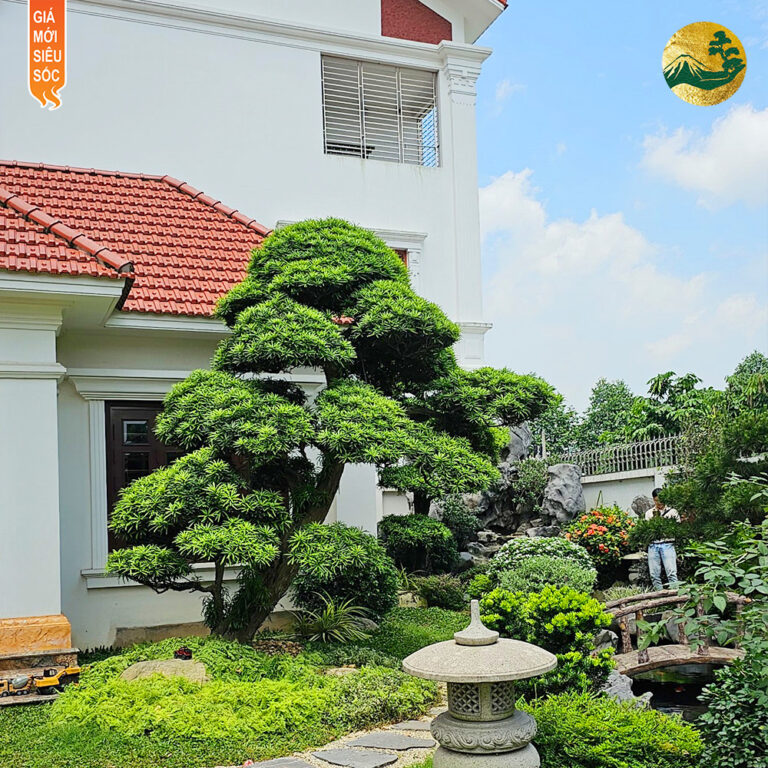 Sân vườn Nhật Bản trong kiến trúc hiện đại