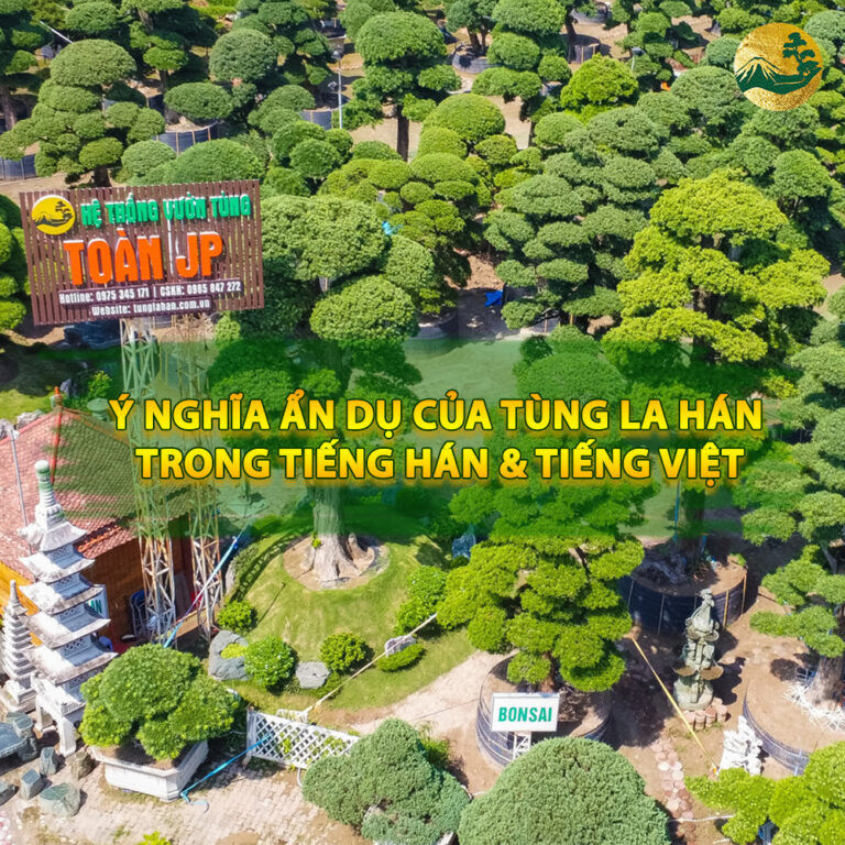 Ý nghĩa ẩn dụ của Tùng La Hán trong tiếng Hán và tiếng Việt