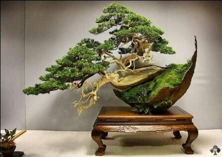 Đặc điểm của dáng Han Kengai trong nghệ thuật bonsai Nhật Bản