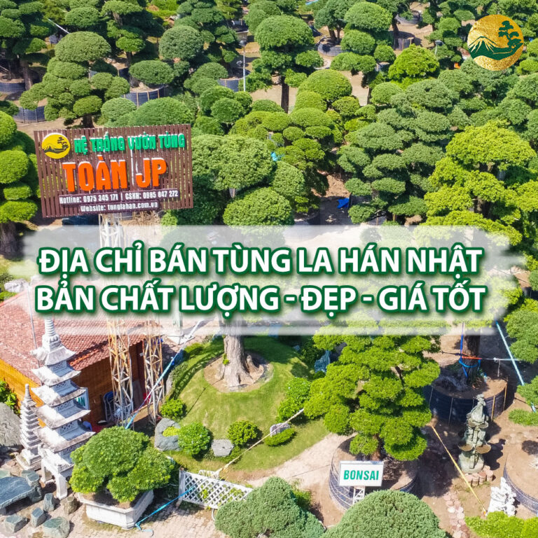 Địa Chỉ Bán Tùng La Hán Nhật Bản Chất Lượng – Đẹp – Giá Tốt