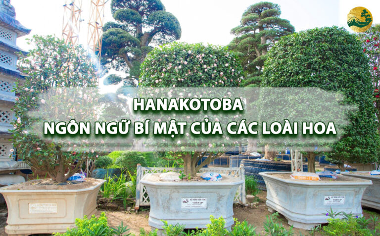 Hanakotoba – Ngôn ngữ bí mật của các loài hoa