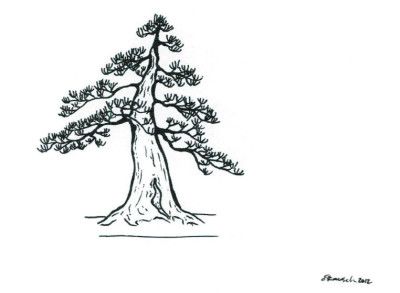 Đặc điểm của dáng Chokkan trong nghệ thuật bonsai Nhật Bản