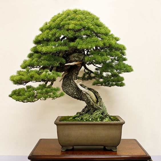 Đặc điểm của dáng Moyogi trong nghệ thuật bonsai Nhật Bản