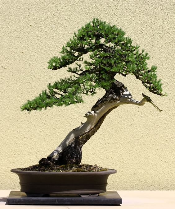 Đặc điểm của dáng Shakan trong nghệ thuật bonsai Nhật Bản