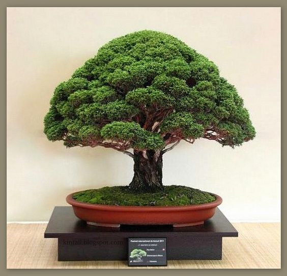 Đặc điểm của dáng Hokidachi trong nghệ thuật bonsai Nhật Bản