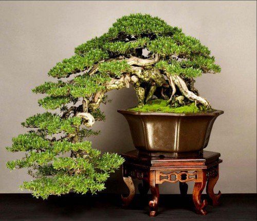 Đặc điểm của dáng Kengai trong nghệ thuật bonsai Nhật Bản