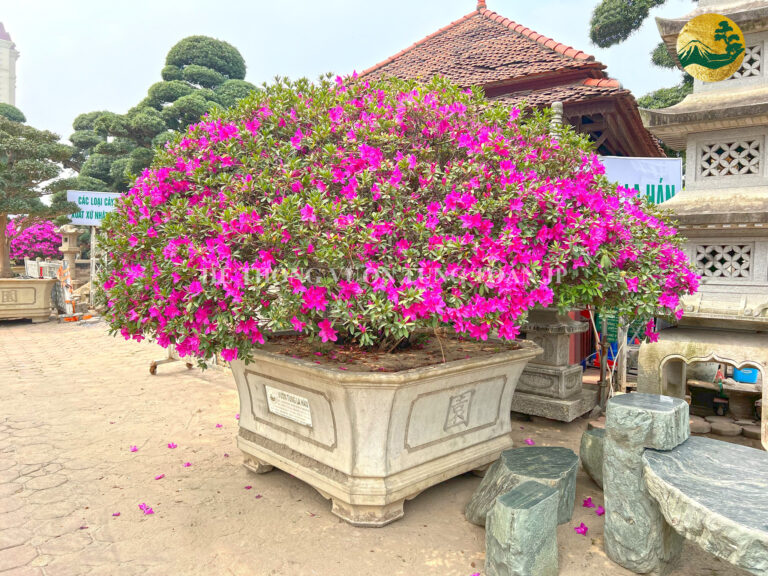 Hoa đỗ quyên có độc không? 5 loại hoa đẹp chứa độc tố chết người