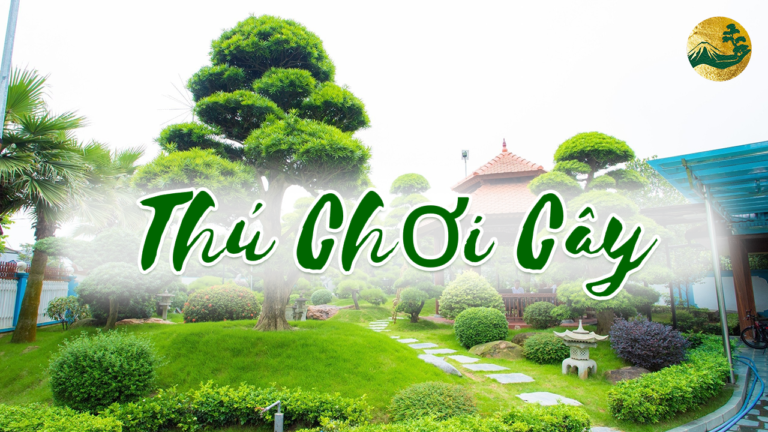Thú Chơi Cây Cảnh – Nghệ Thuật Dưỡng Tâm, Trí và Thần