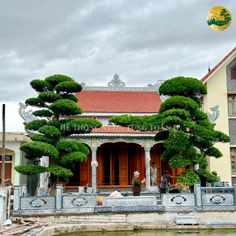 Cây cảnh ngoài trời – Ý nghĩa và phong thủy trong không gian sống