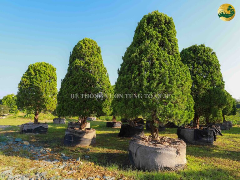 Tùng Cối – Vẻ đẹp tinh tế từ thiên nhiên