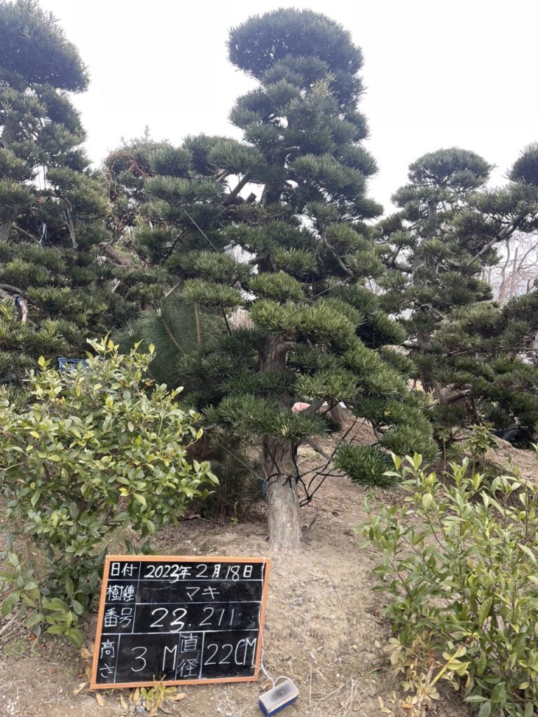 Tùng La Hán 23211