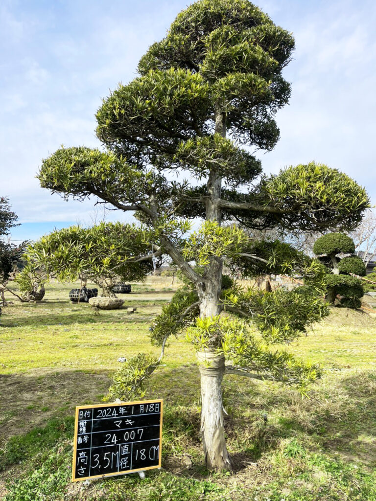 Tùng La Hán 24007