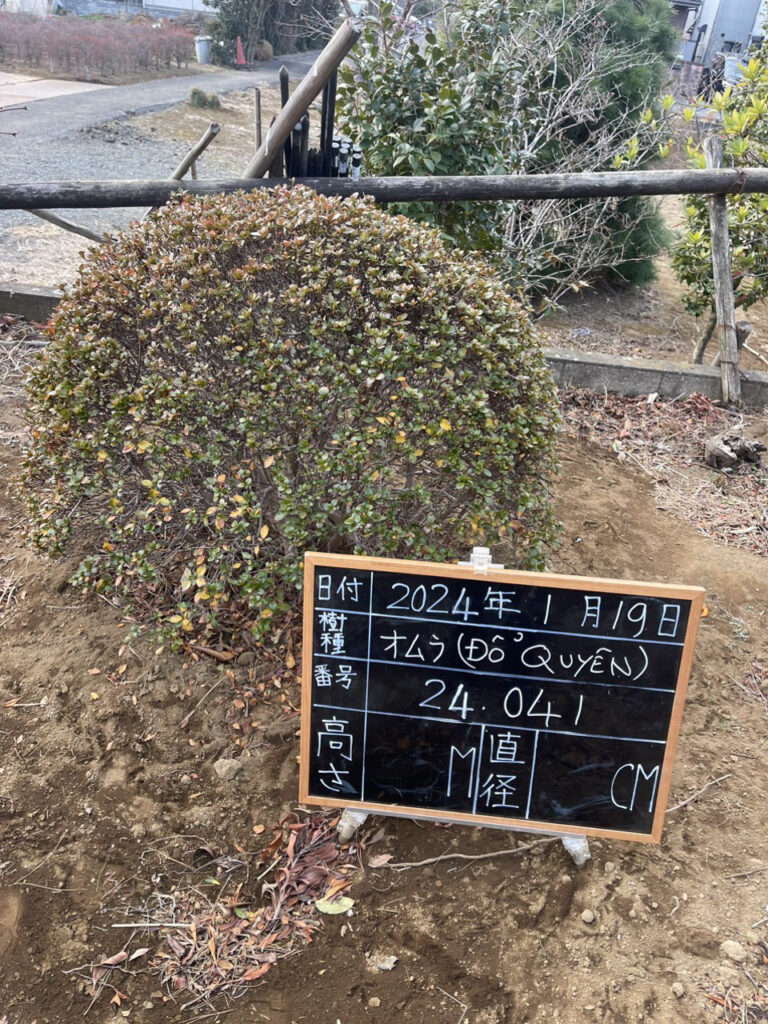 Đỗ Quyên 24041