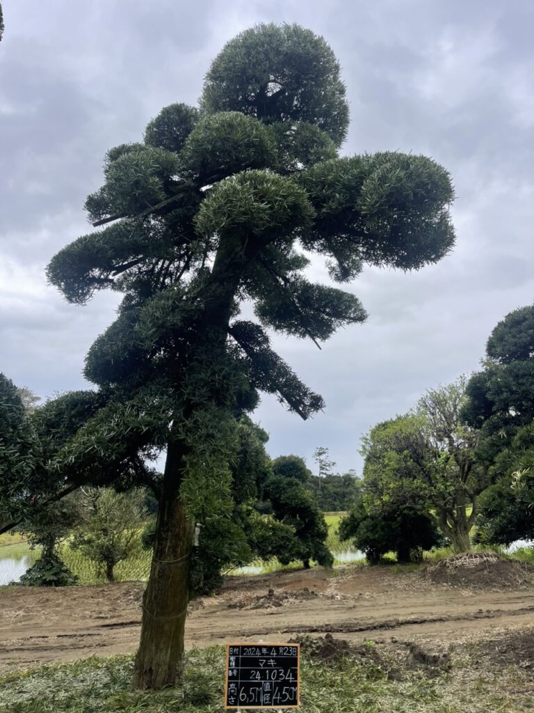 Tùng La Hán 241034