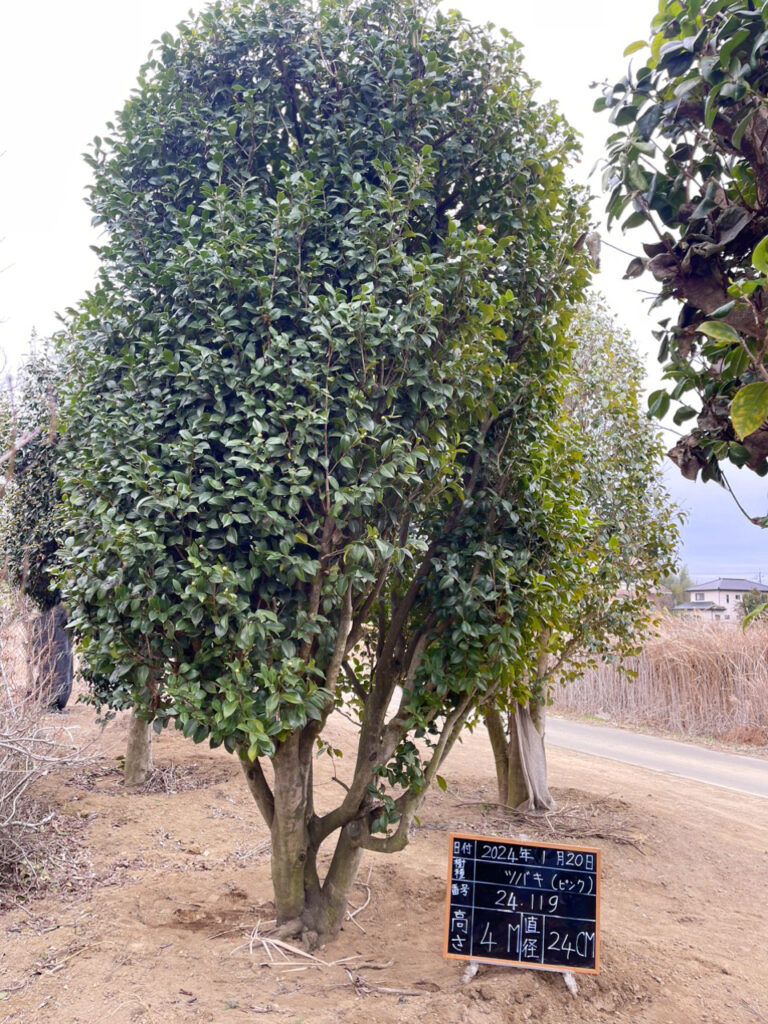 Hoa Trà Hồng 24119