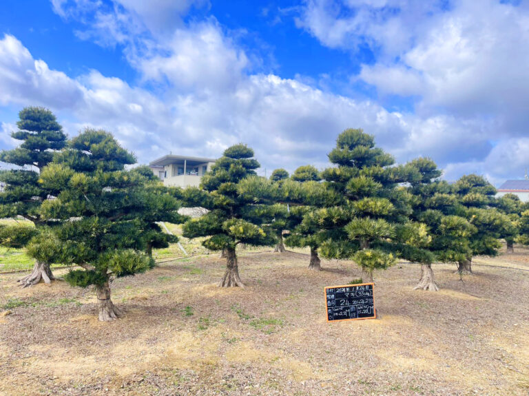 Tùng La Hán 24203