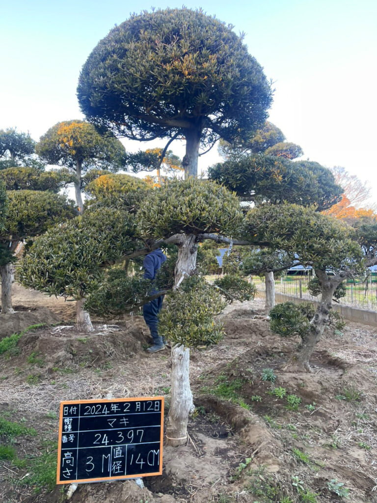 Tùng La Hán 24397