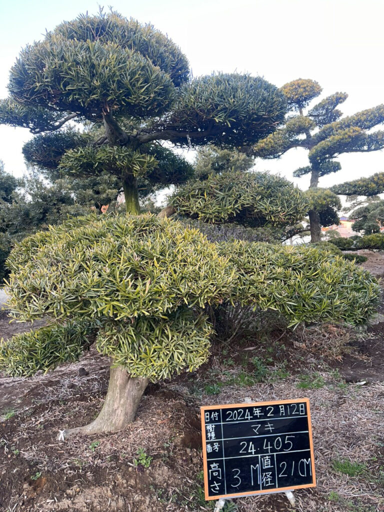 Tùng La Hán 24405