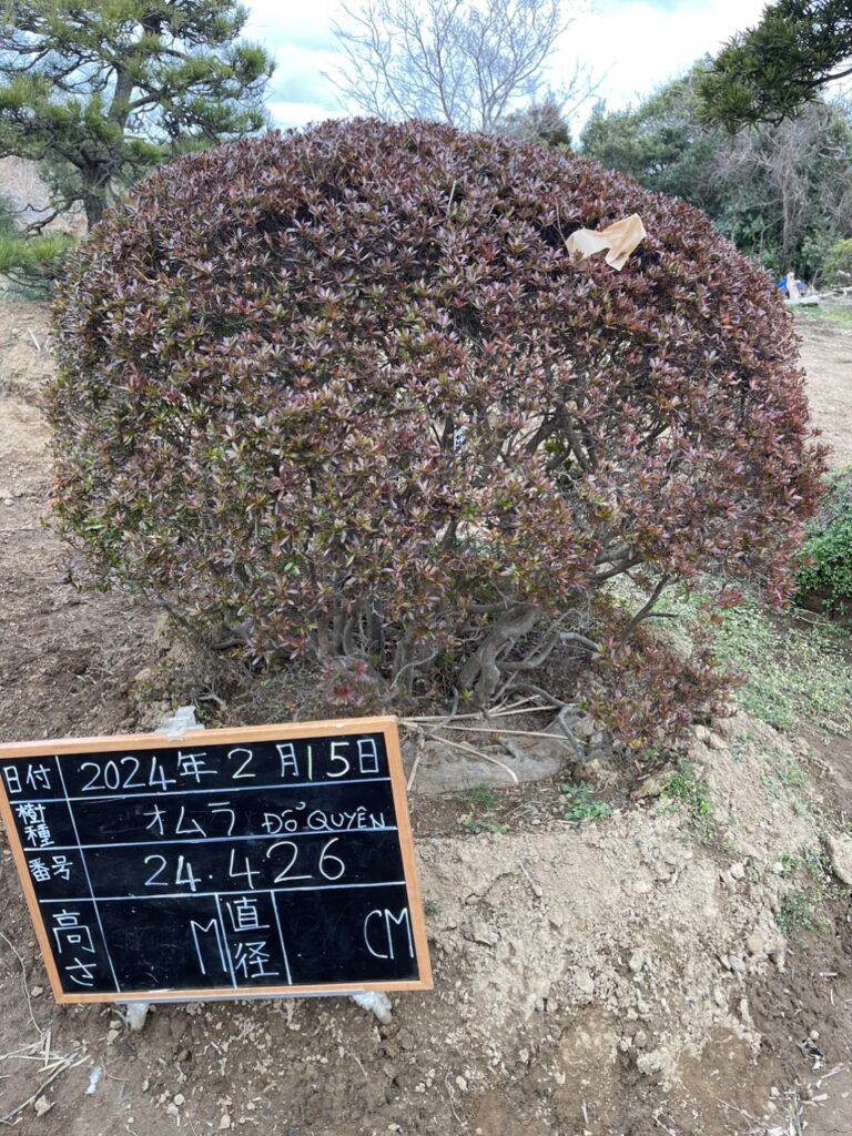 Đỗ Quyên 24426
