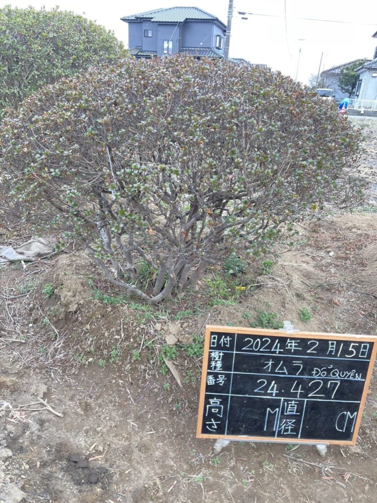 Đỗ Quyên 24427