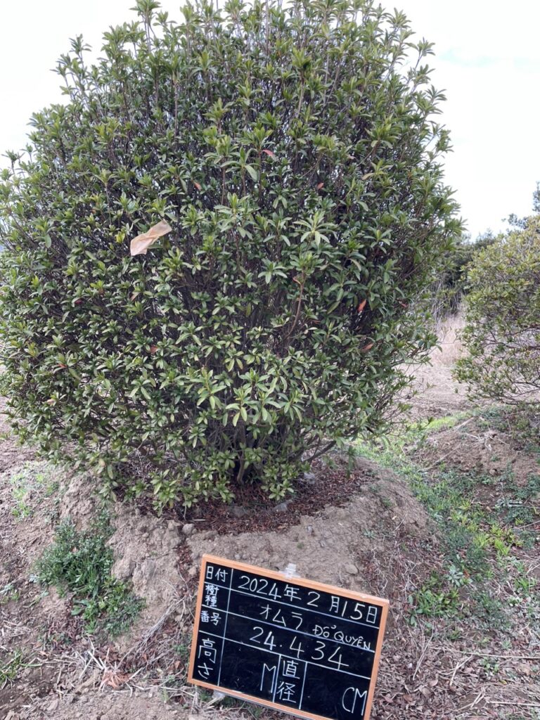 Đỗ Quyên 24434