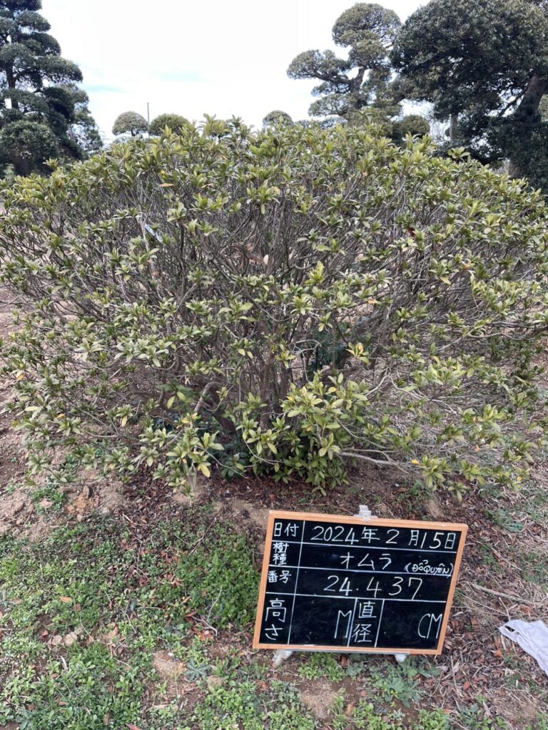 Đỗ Quyên 24437