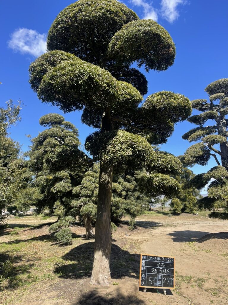 Tùng La Hán 24596