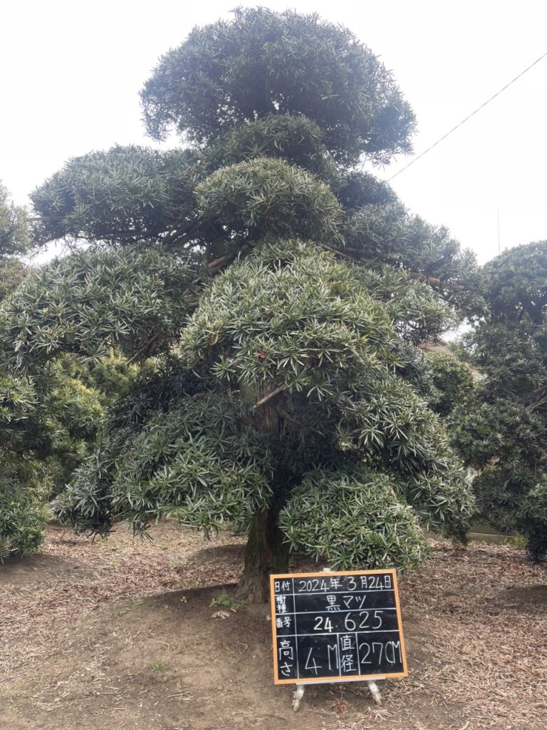 Tùng La Hán 24625