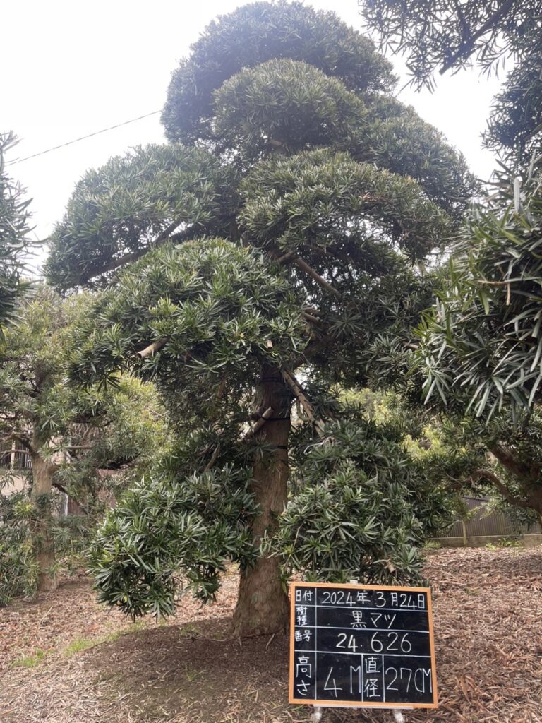 Tùng La Hán 24626