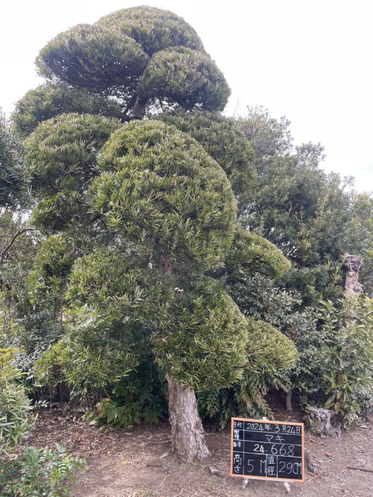 Tùng La Hán 24668