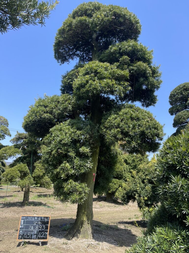 Tùng La Hán 24893