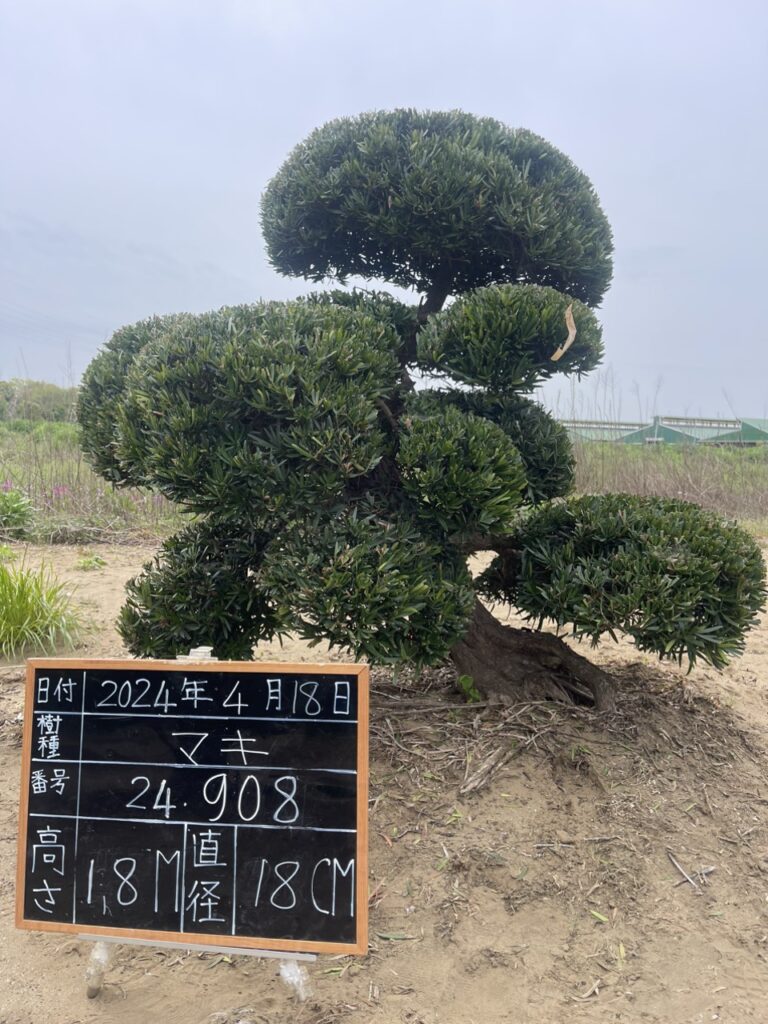 Tùng La Hán 24908