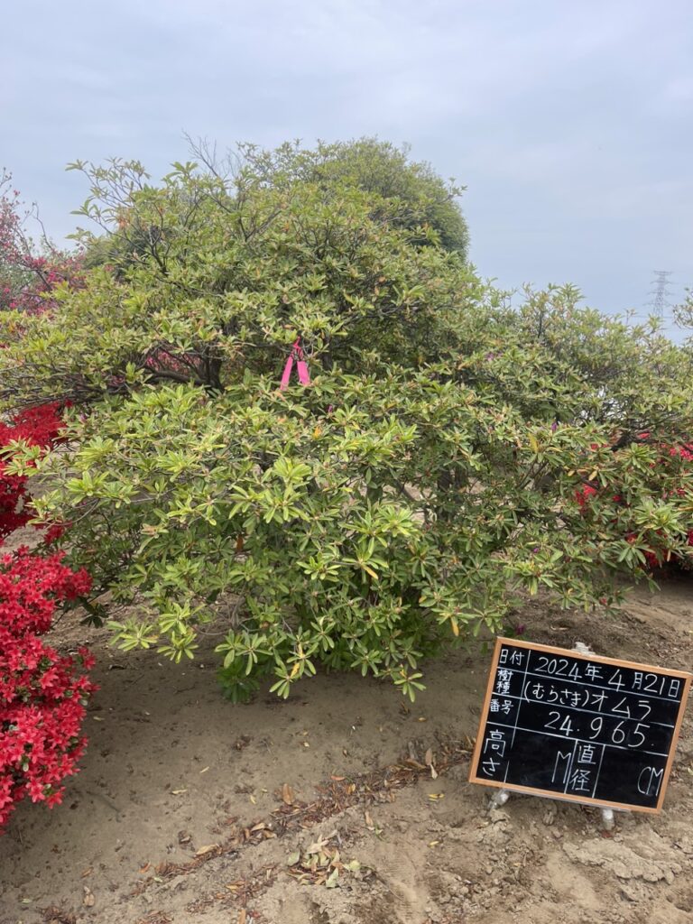 Đỗ Quyên 24965