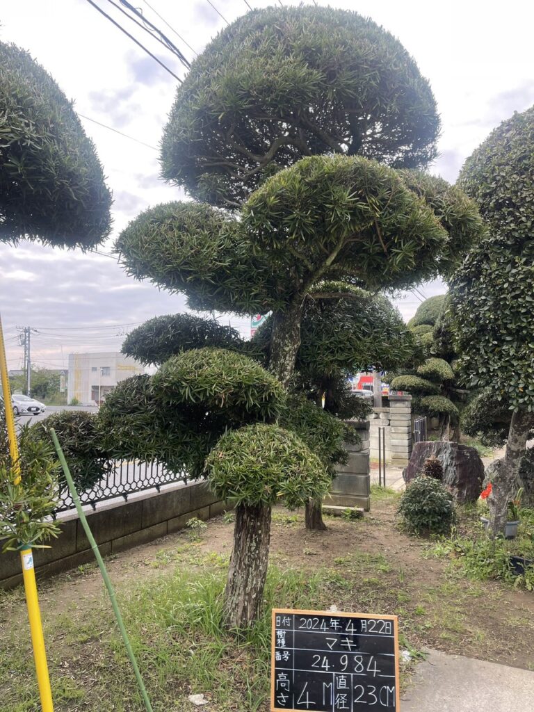 Tùng La Hán 24984