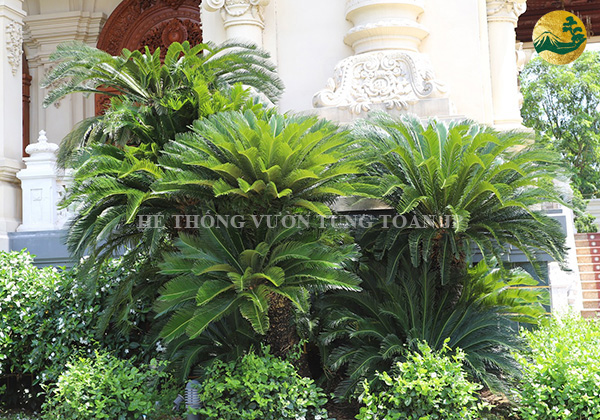 Phong thủy học – Ý nghĩa của cây vạn tuế trong cuộc sống