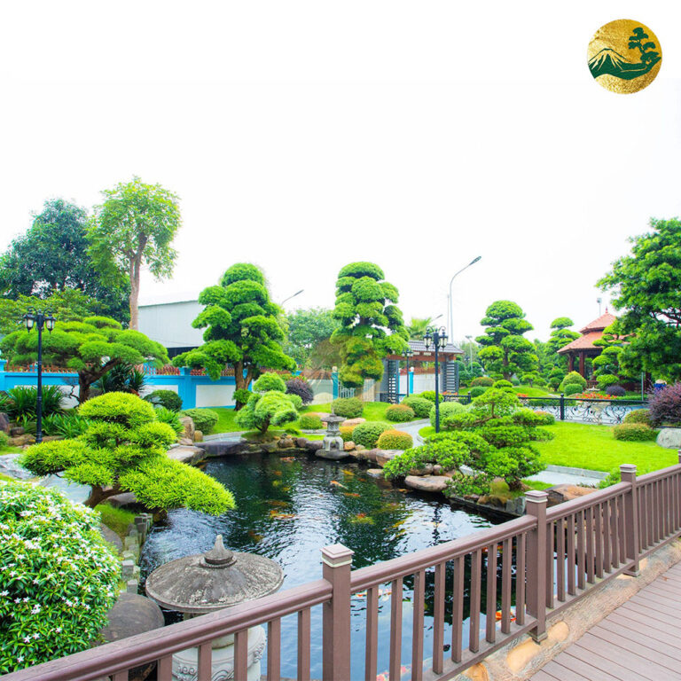 Tổng hợp những cây cảnh đặc trưng trong sân vườn Nhật Bản
