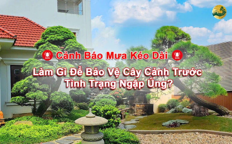 Làm gì để bảo vệ cây cảnh trước tình trạng bị ngập úng?